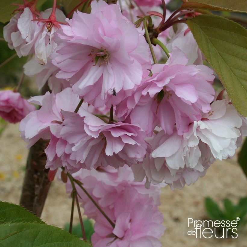 Prunus serrulata Pink Perfection - Ciliegio da fiore (Flowering)