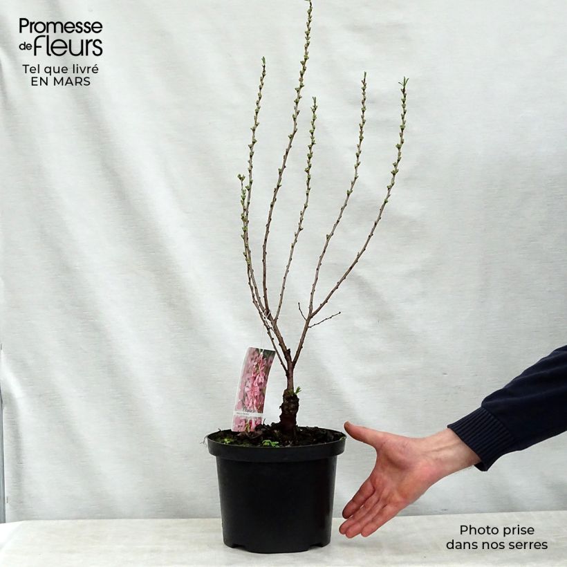 Prunus tenella Fire Hill - Mandorlo nano Vaso da 3L/4L esemplare consegnato in primavera
