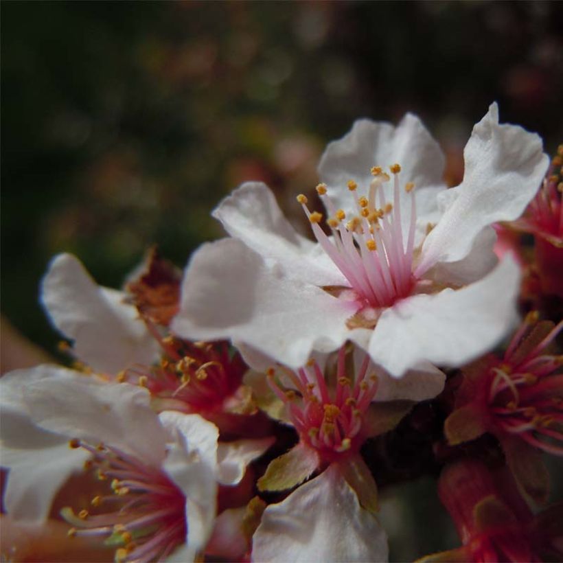 Prunus tomentosa - Ciliegio di Nanchino (Flowering)