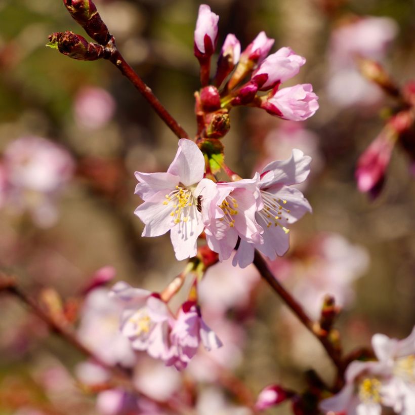 Prunus nipponica var. kurilensis Ruby - Ciliegio da fiore (Flowering)