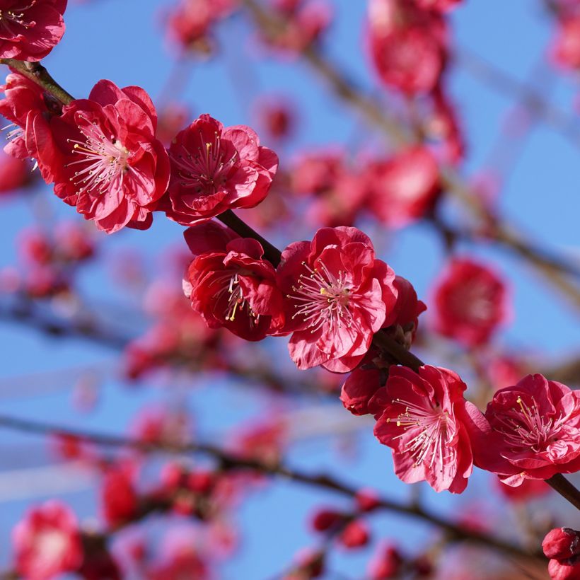 Prunus persica Melred Weeping - Pesco da fiore (Fioritura)