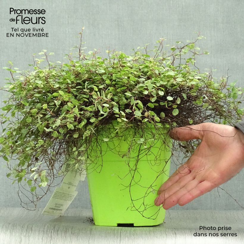 Esemplare di Pseudanthus tasmanicus Radiance - Ciliegio da fiore Vaso da 4L/5L come consegnato in autunno
