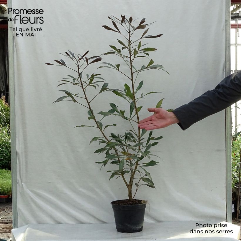Example of Pseudopanax Dark Star Vaso da 2L/3L as you get in printemps