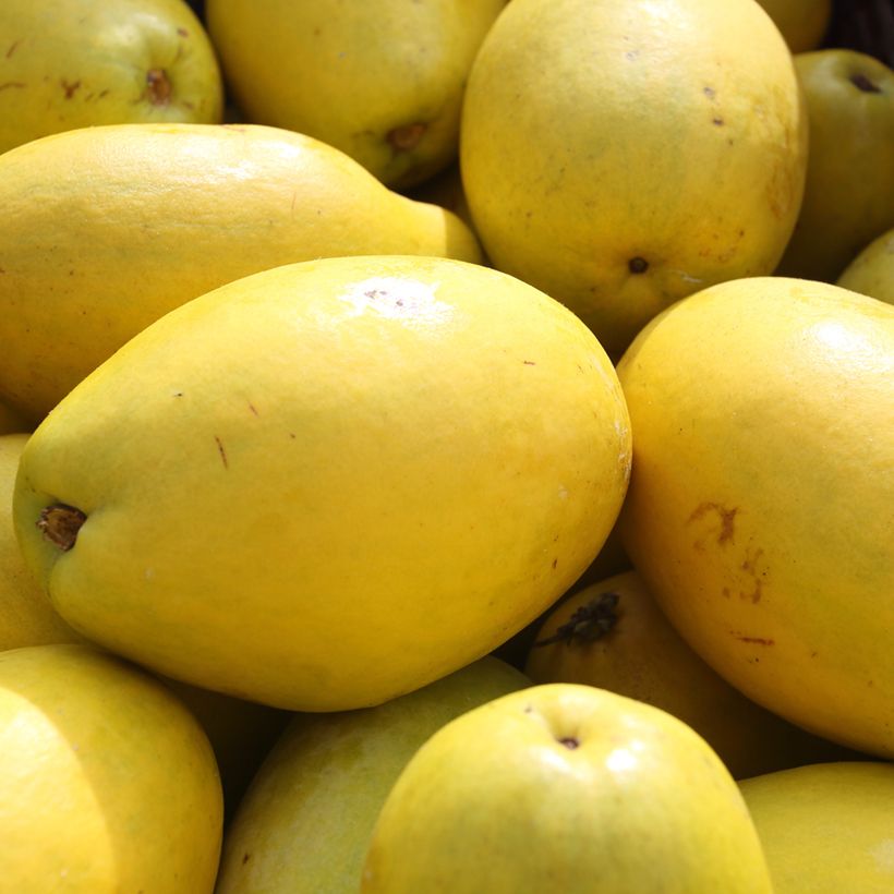 Pseudocydonia sinensis - Cotogno cinese (Raccolta)