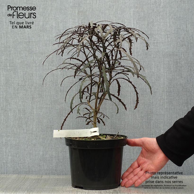 Example of Pseudopanax Bronze Eagle Vaso da 3L/4L as you get in printemps