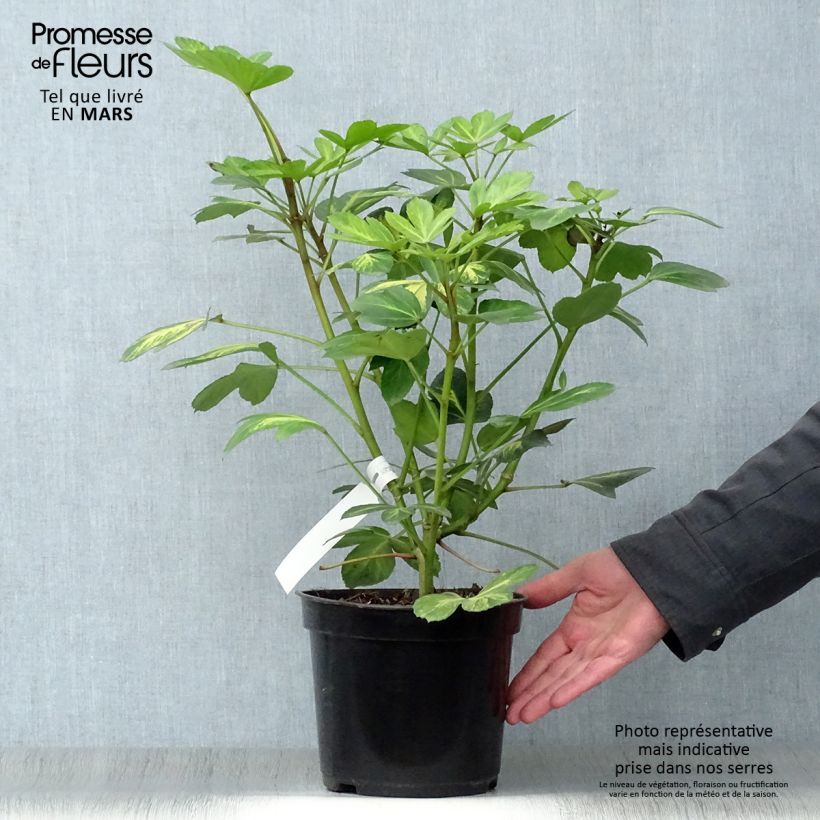 Example of Pseudopanax Gecko Gold Vaso da 3L/4L as you get in printemps