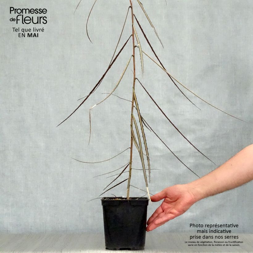 Example of Pseudopanax crassifolium Vaso da 2L/3L as you get in printemps