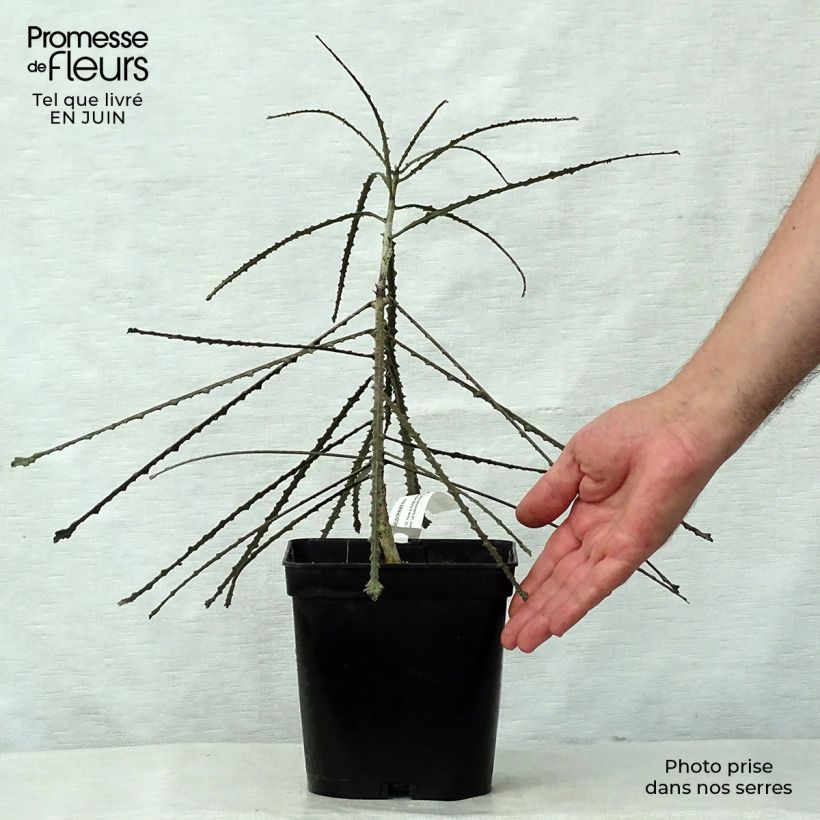 Esemplare di Pseudopanax ferox Vaso da 2L/3L consegnato in estate
