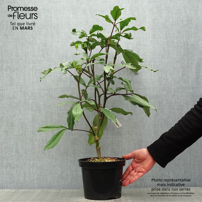 Example of Pseudopanax laetus Vaso da 3L/4L as you get in printemps