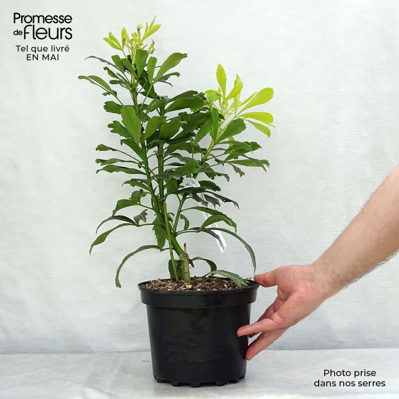 Example of Pseudopanax Goldfinger Vaso da 3L/4L as you get in printemps