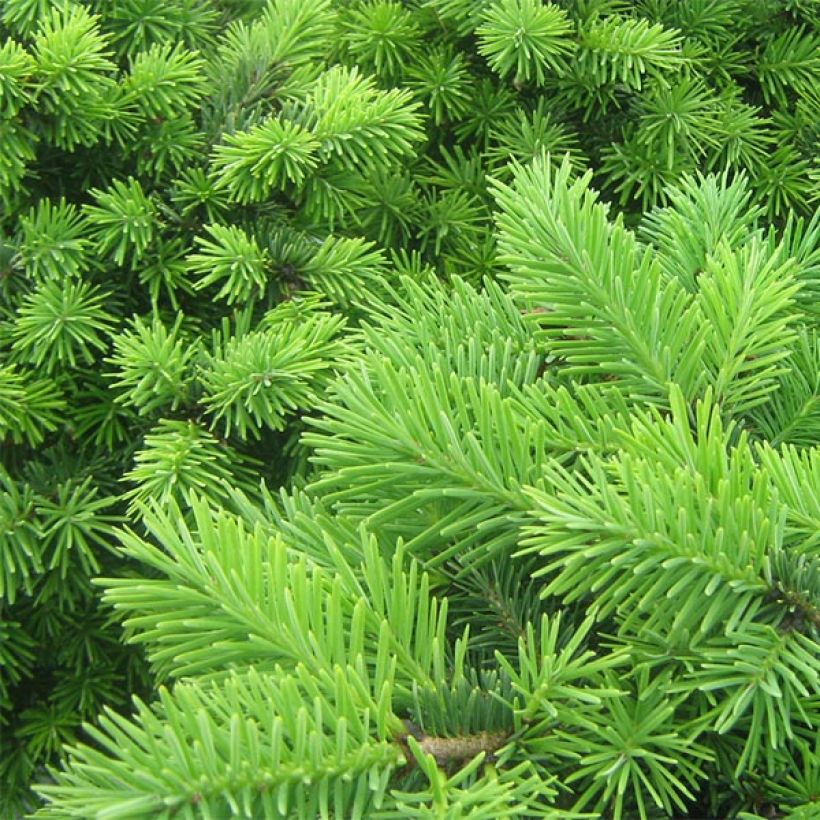 Pseudotsuga menziesii Nyrany - Abete di Douglas (Foliage)