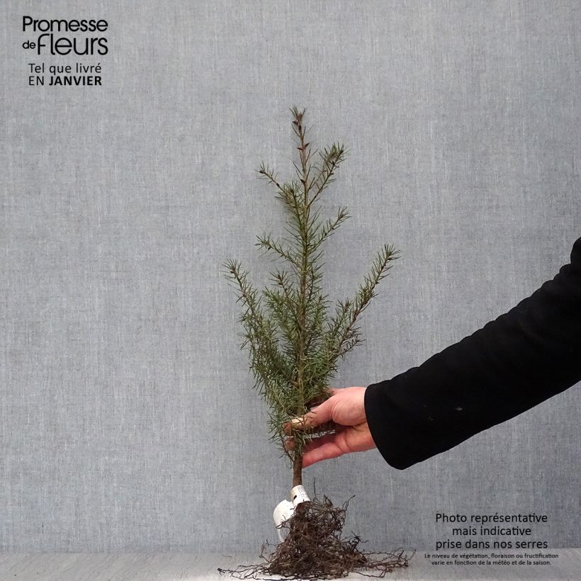 Example of Pseudotsuga menziesii - Abete di Douglas Piante piccole a radice nuda as you get in hiver