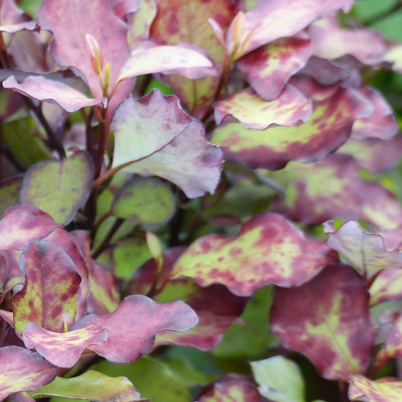 Pseudowintera colorata Red Leopard (Foliage)
