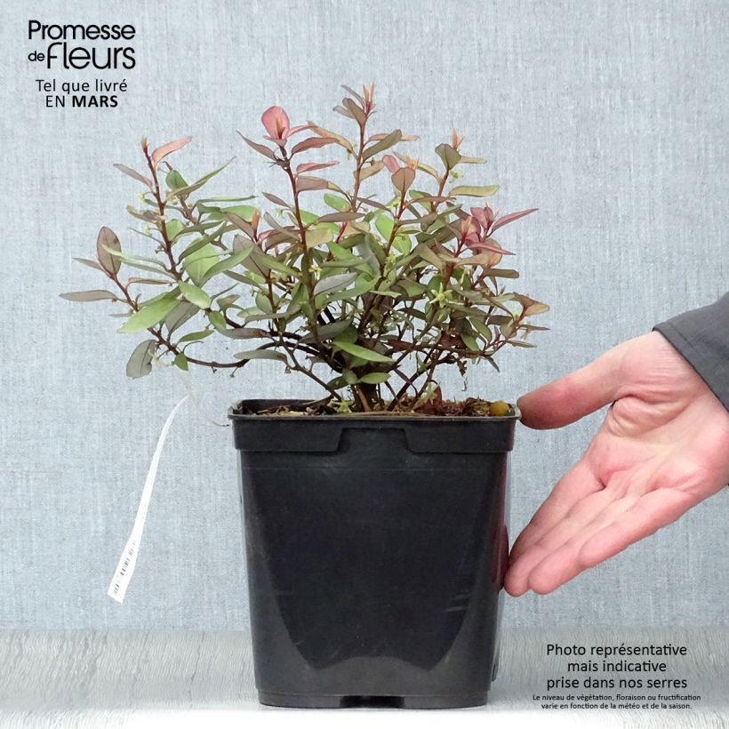 Example of Pseudowintera colorata Vaso da 2L/3L as you get in printemps