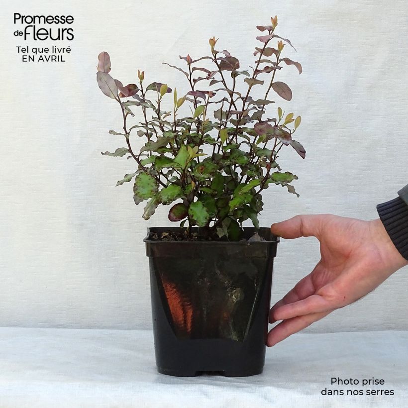 Example of Pseudowintera colorata Red Leopard Vaso da 2L/3L as you get in printemps
