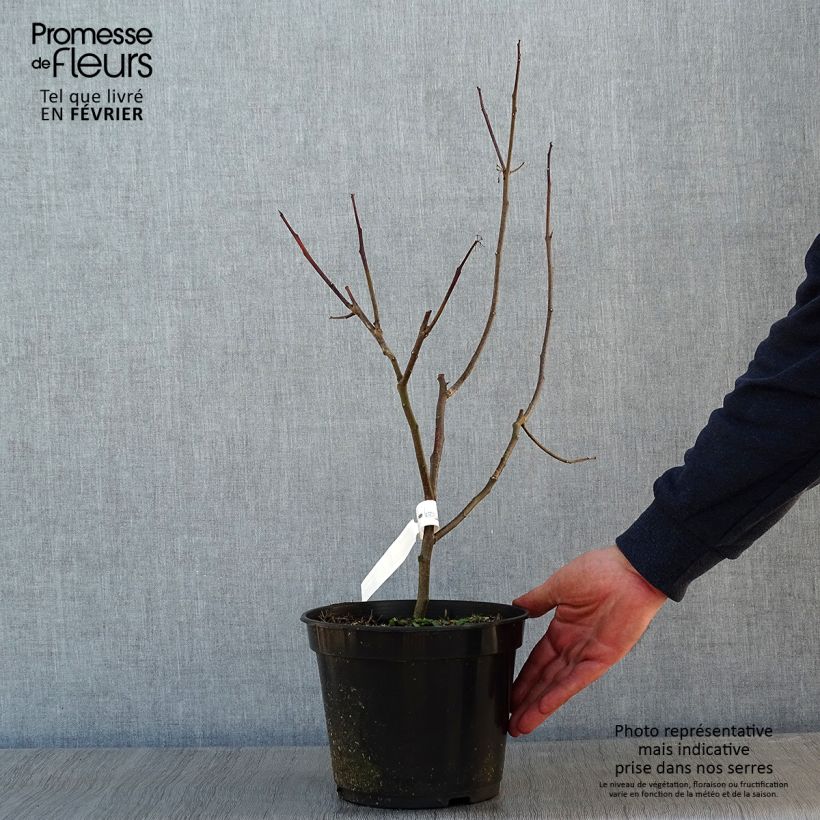 Example of Ptelea trifoliata Aurea - Olmo di Samaria dorato Vaso da 3L/4L as you get in hiver