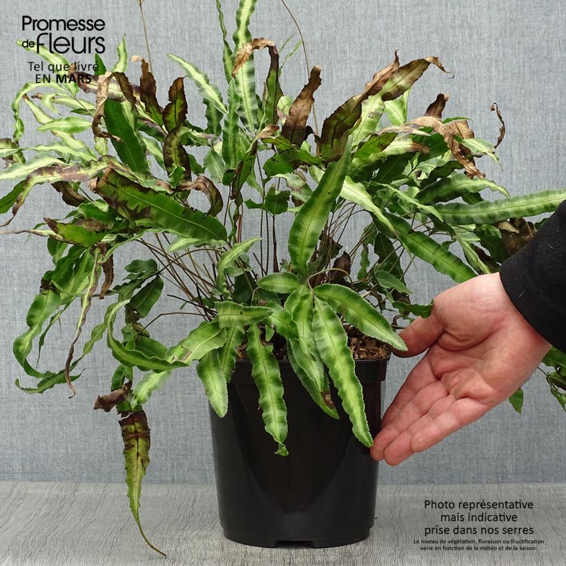 Pteris nipponica Vaso da 3L/4L esemplare consegnato in primavera