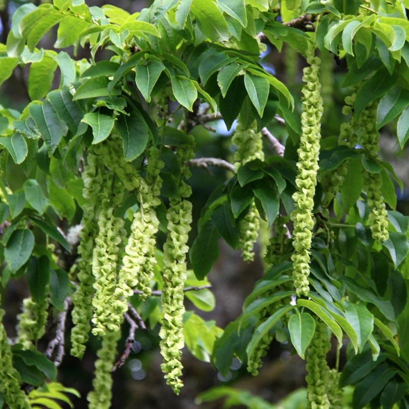 Pterocarya fraxinifolia - Noce del Caucaso (Harvest)
