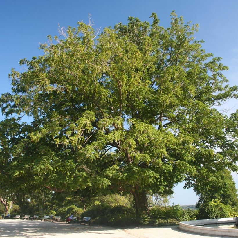 Pterocarya fraxinifolia - Noce del Caucaso (Plant habit)