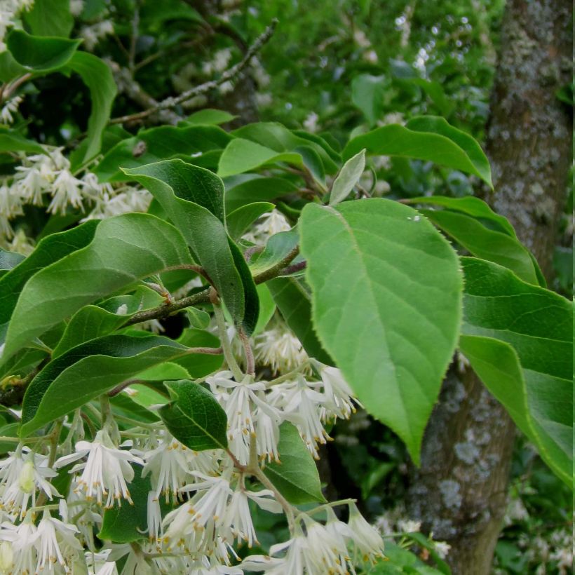 Pterostyrax corymbosa (Foliage)