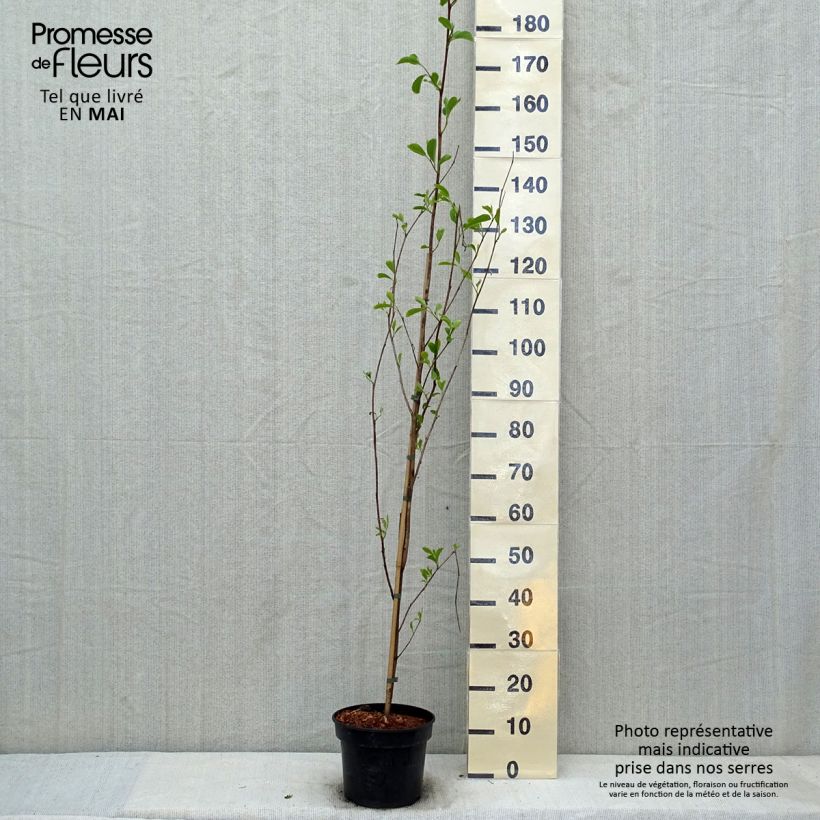 Example of Pterostyrax corymbosa Vaso da 3L/4L as you get in printemps