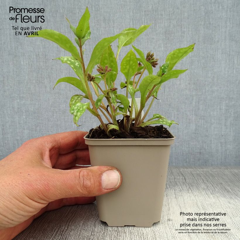 Example of Pulmonaria Shrimps on the Barbie Vasetto da 8/9 cm as you get in printemps