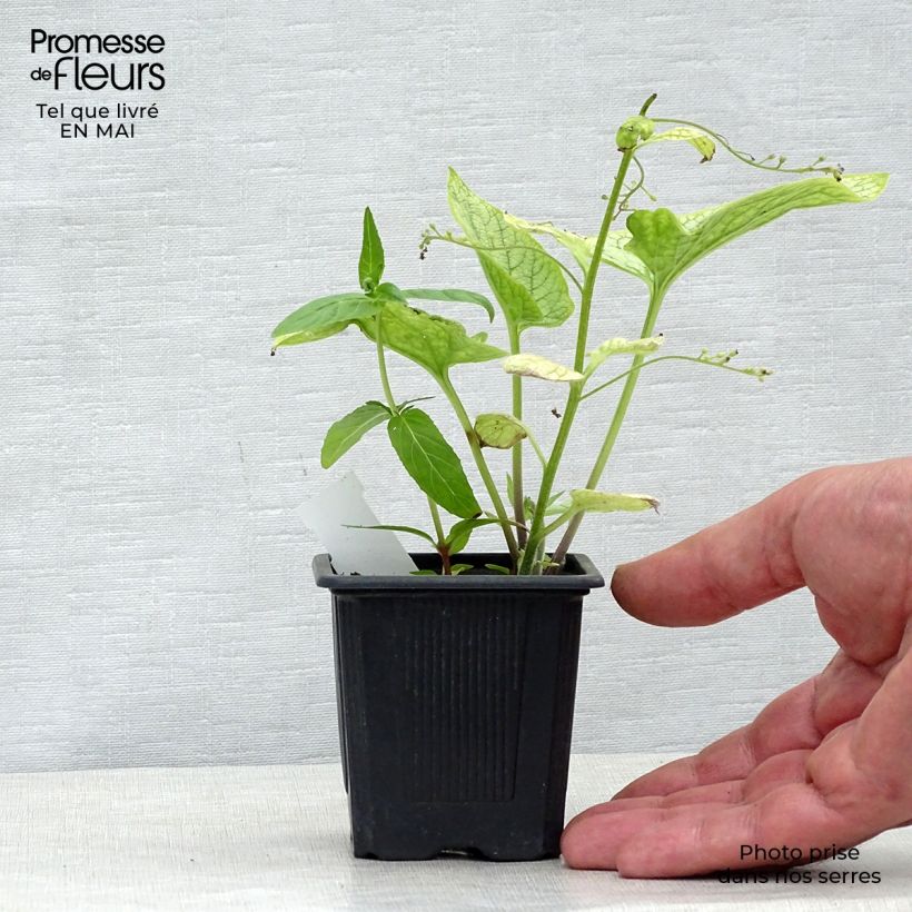 Pulmonaria saccharata Silver Bouquet - Polmonaria chiazzata Vasetto da 8/9 cm esemplare consegnato in primavera