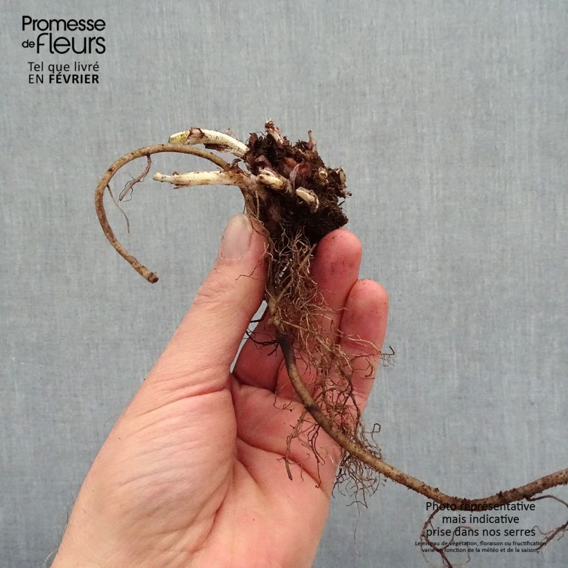 Pulmonaria saccharata Silver Bouquet - Polmonaria chiazzata Piante piccole a radice nuda esemplare consegnato in inverno