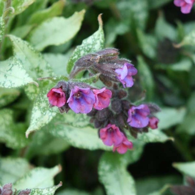Pulmonaria Majesté (Flowering)