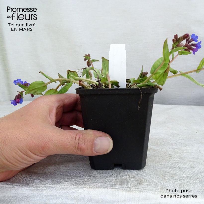 Pulmonaria Blue Ensign Vasetto da 8/9 cm esemplare consegnato in primavera