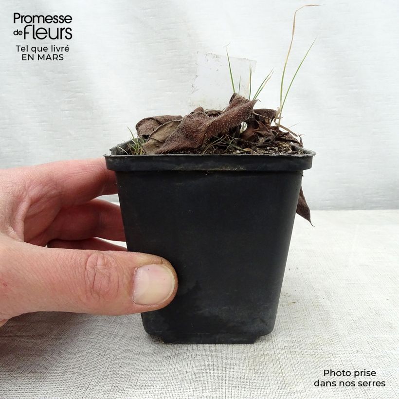 Example of Pulmonaria Diane Clare Vasetto da 8/9 cm as you get in printemps