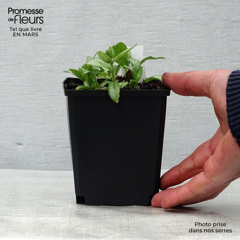 Example of Pulmonaria Majesté Vasetto da 8/9 cm as you get in printemps