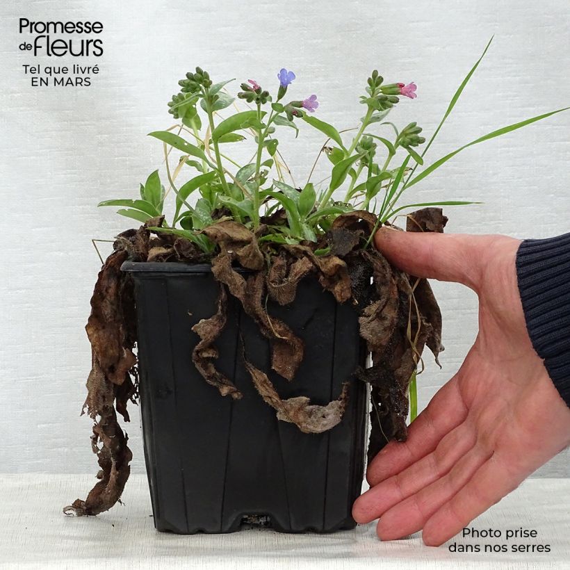 Example of Pulmonaria Majesté Vaso da 2L/3L as you get in printemps