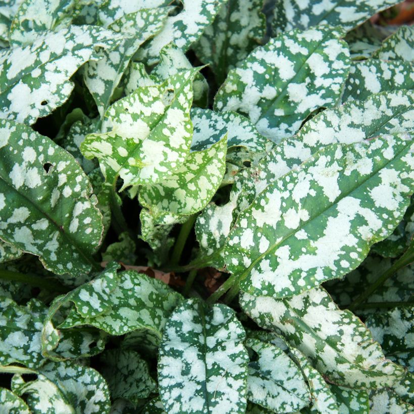 Pulmonaria Twinkle Toes (Fogliame)