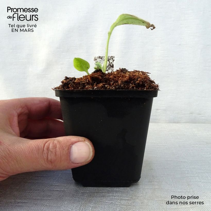 Example of Pulmonaria Victorian Brooch Vasetto da 8/9 cm as you get in printemps