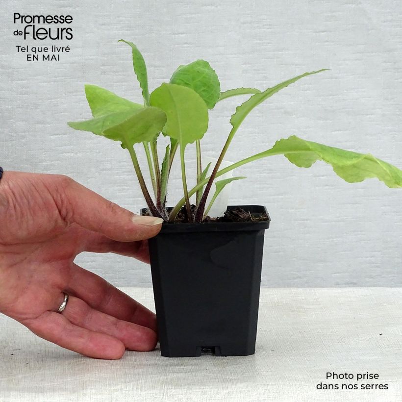 Pulmonaria rubra - Polmonaria rossa Vasetto da 8/9 cm esemplare consegnato in primavera