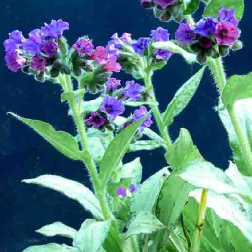 Pulmonaria Diane Clare (Flowering)