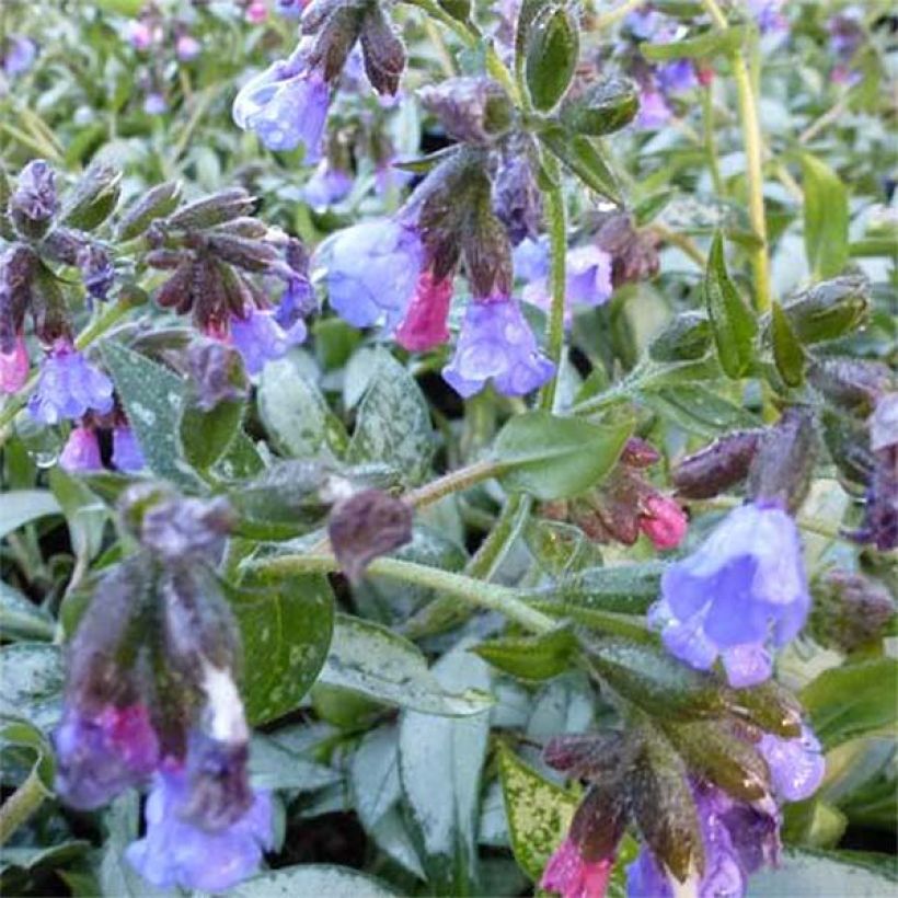 Pulmonaria Samourai (Fioritura)