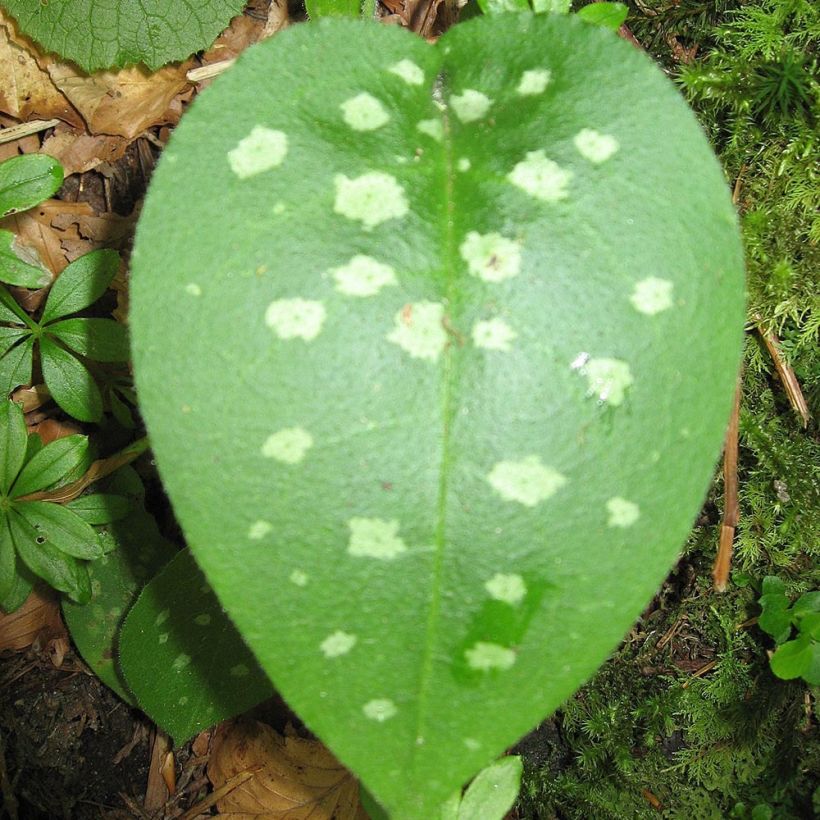Pulmonaria officinalis - Polmonaria maggiore (Foliage)