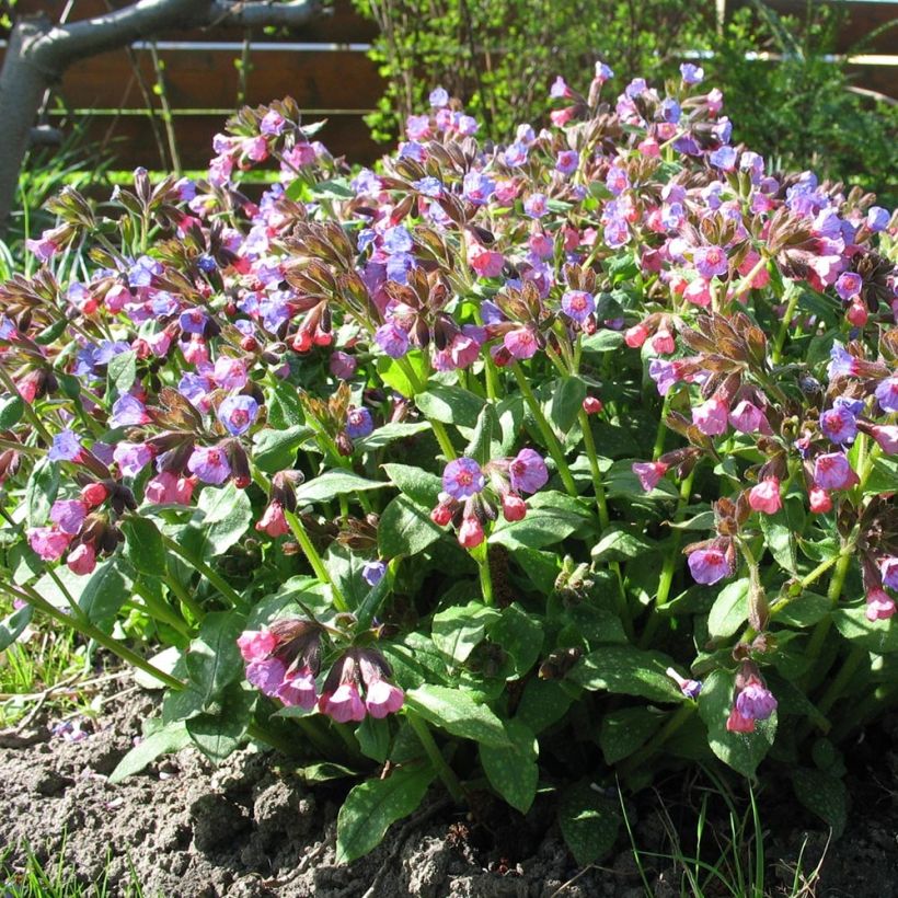 Pulmonaria officinalis - Polmonaria maggiore (Plant habit)