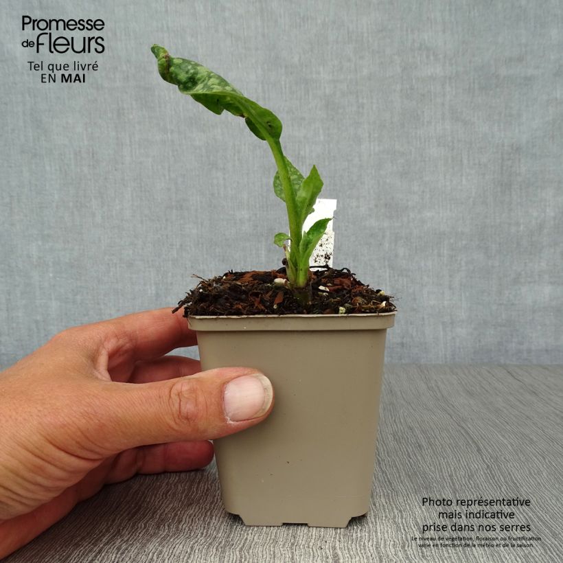 Example of Pulmonaria officinalis - Polmonaria maggiore Vasetto da 8/9 cm as you get in printemps