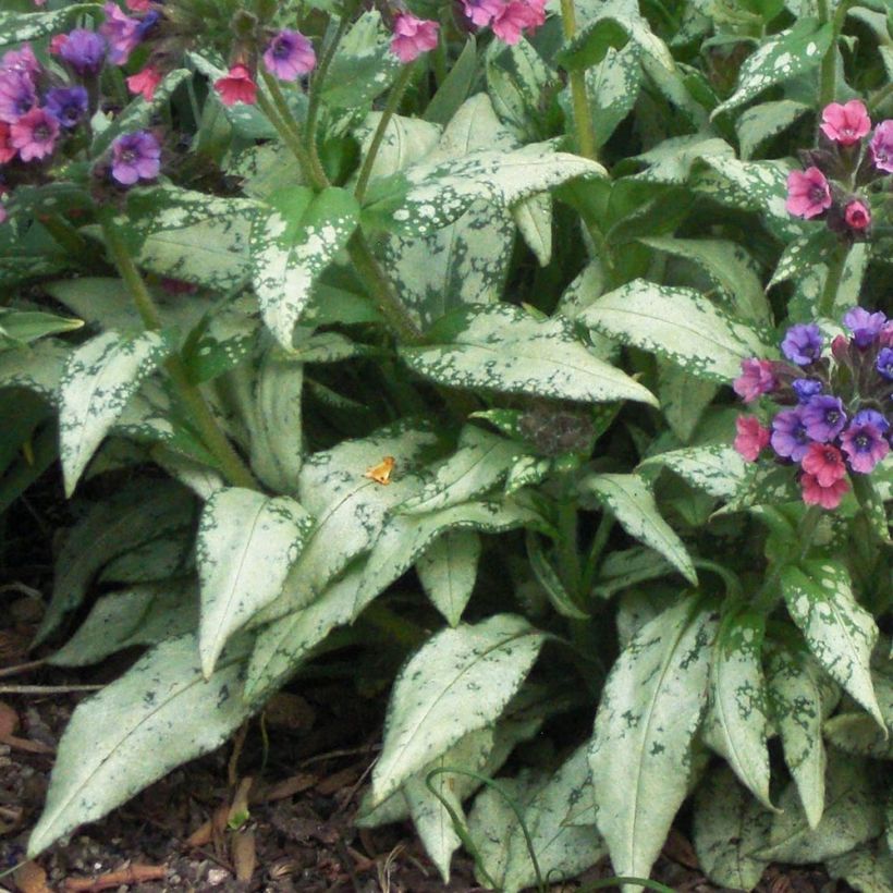Pulmonaria saccharata Silverado - Polmonaria chiazzata (Foliage)