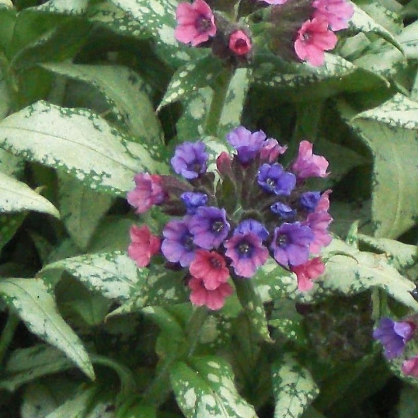 Pulmonaria saccharata Silverado - Polmonaria chiazzata (Flowering)