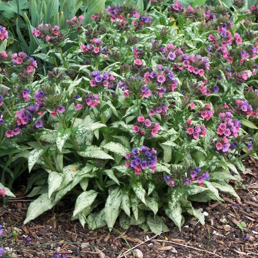 Pulmonaria saccharata Silverado - Polmonaria chiazzata (Plant habit)