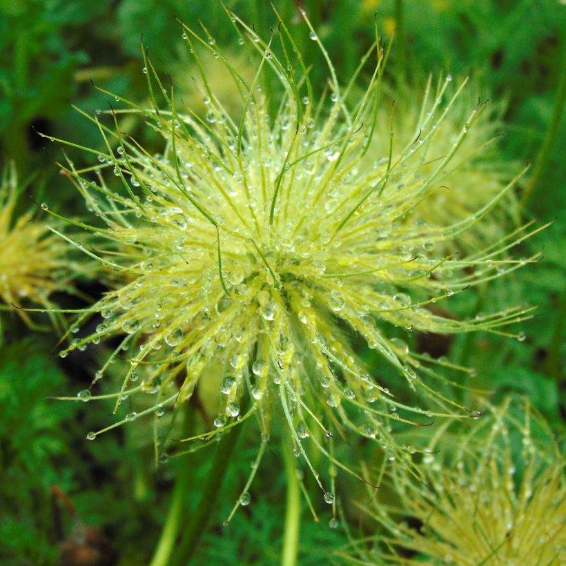 Pulsatilla vulgaris Alba - Fiore di Pasqua bianca (Harvest)