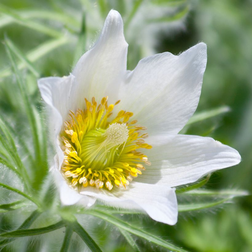 Pulsatilla vulgaris Alba - Fiore di Pasqua bianca (Flowering)