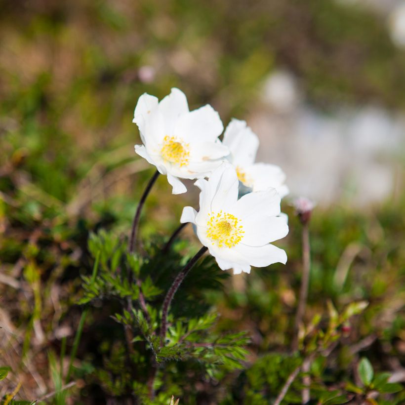 Pulsatilla vulgaris Alba - Fiore di Pasqua bianca (Plant habit)
