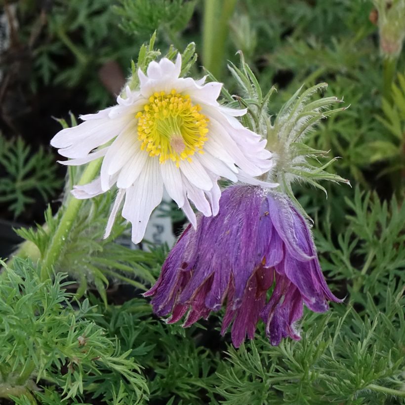 Pulsatilla vulgaris Papageno - Fiore di Pasqua (Fioritura)