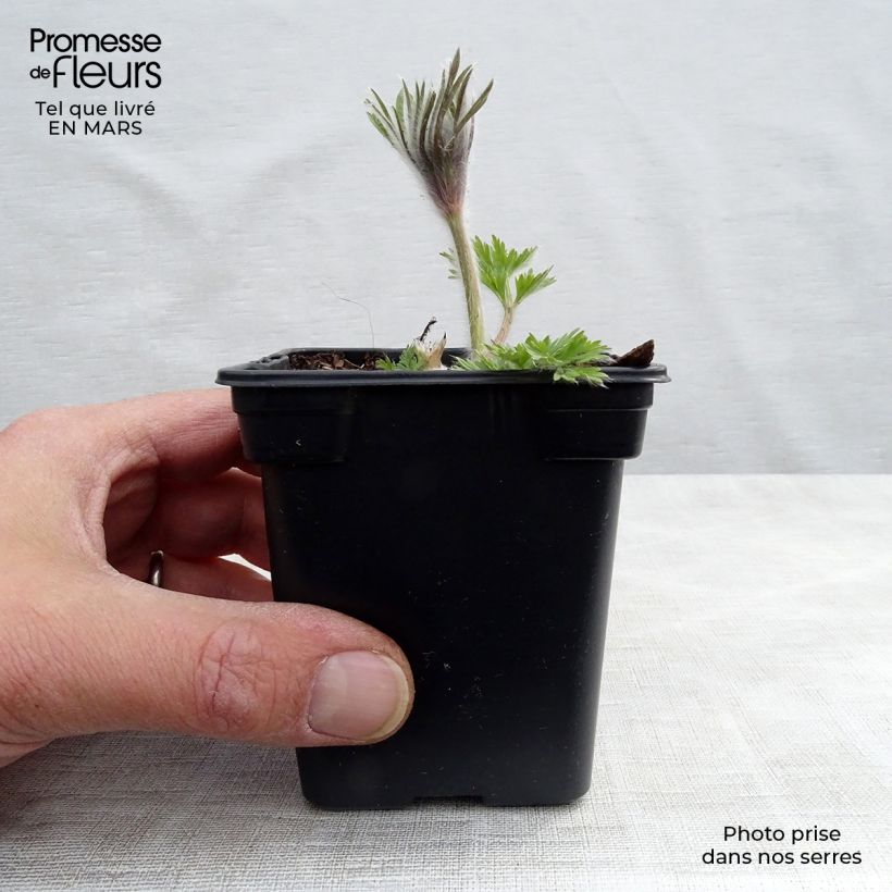 Pulsatilla vulgaris Violet - Fiore di Pasqua Vasetto da 7/8 cm esemplare consegnato in primavera