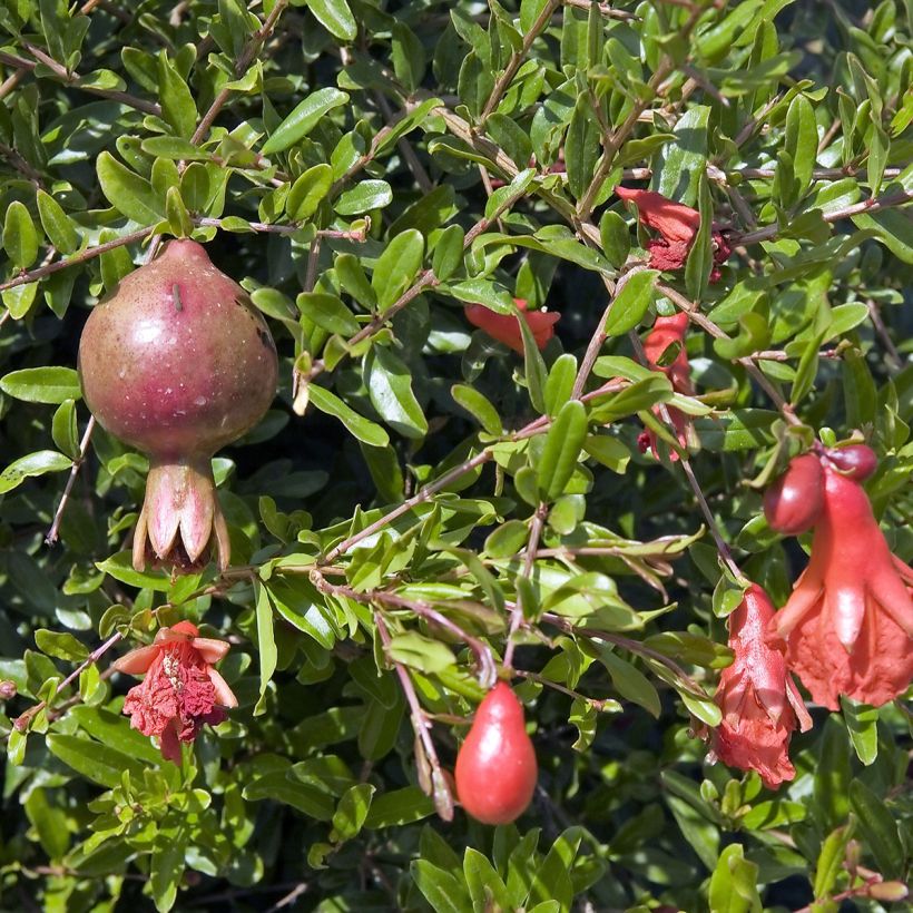 Melograno Nana - Punica granatum (Fogliame)